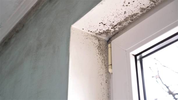 Best Mold Removal Process  in Stem, NC