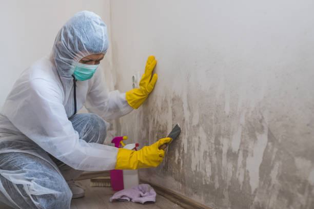 Mold Removal Process in Stem, NC