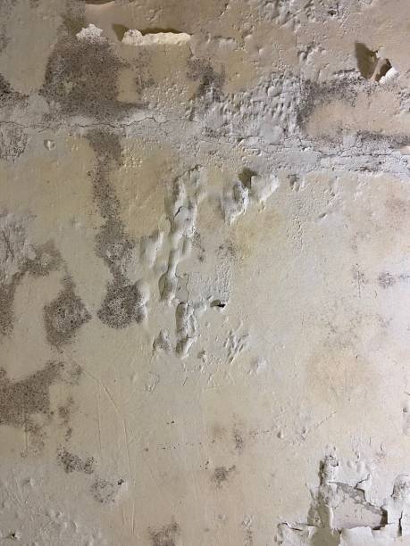 Best Toxic Mold Removal  in Stem, NC