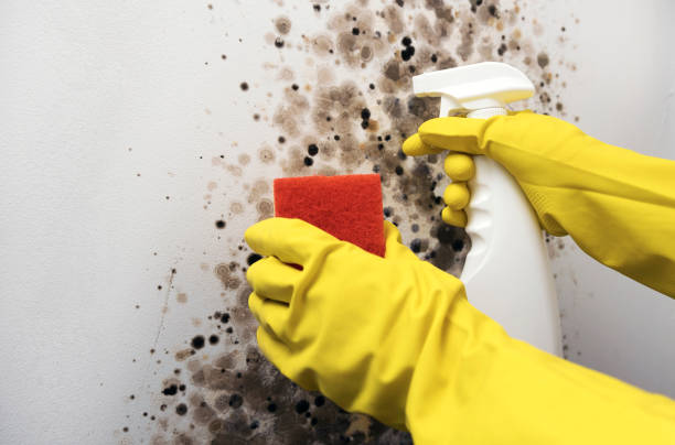 Best Mold Testing  in Stem, NC