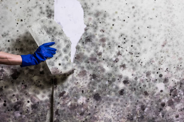 Best Commercial Mold Removal  in Stem, NC