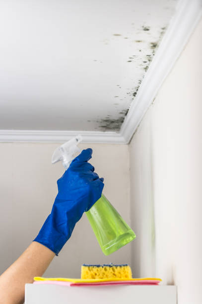 Trusted Stem, NC Mold Removal Experts